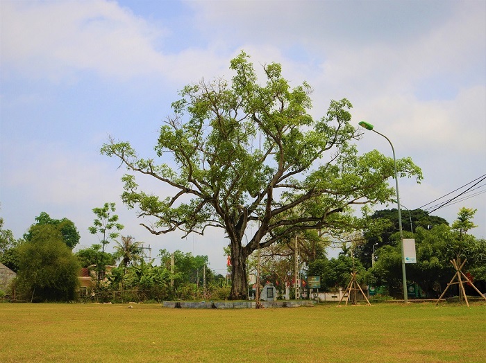 Hình ảnh cây Đa sừng sững ngay trước khu trưng bày và lưu niệm Chủ tịch Hồ Chí Minh (Ảnh: Sưu tầm)
                    